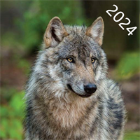 森林狼生存模拟器-生存求生模拟v1.4